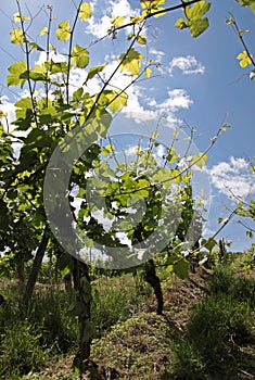 Vineyard in spring time photo