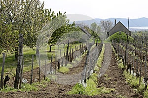 Vineyard in spring time