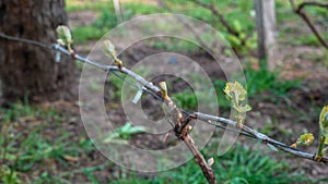 Vineyard in the spring