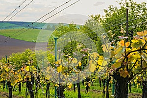 Vineyard in spring. Viniculture and winery concept