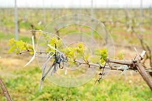 Vineyard in springtime