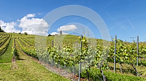 Vineyard in springtime 6