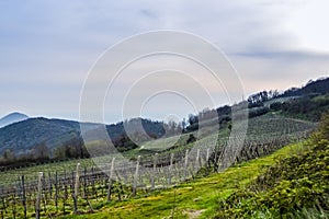 Vineyard in springtime at the Euganean Hills near Este, Padua
