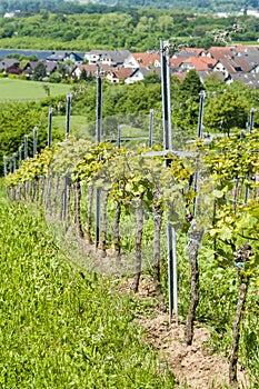 Vineyard in springtime Germany