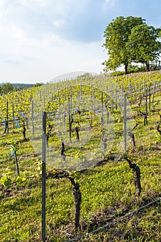 Vineyard in springtime Germany