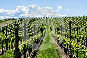 Vineyard in Springtime: Rows of Grapes under a blue sky