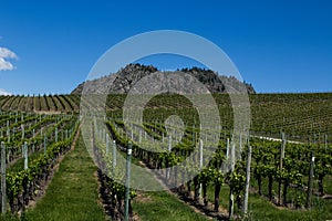 Vineyard in Springtime: Rows of Grapes under a blue sky