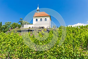 Vineyard of st.Klara near Chateau Troja, Prague, Czech Republic