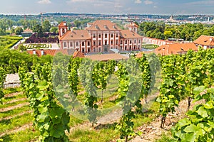 Vineyard of st.Klara near Chateau Troja, Prague, Czech Republic