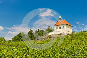 Vineyard of st.Klara near Chateau Troja, Prague, Czech Republic