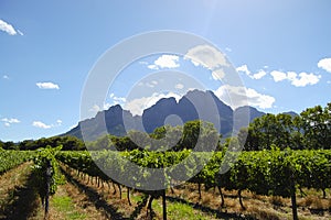 Vineyard - Stellenbosch - South Africa