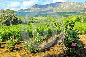 Vineyard of Stellenbosch photo