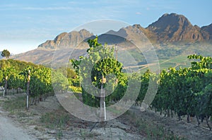 Vineyard at Stellenbosch winery with mountains