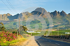 Vineyard at Stellenbosch winery with mountains