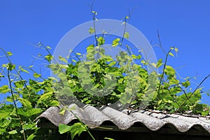 Vineyard stems have sprouted on the slate roof