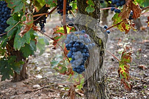 Vineyard stock with a ripe grape cluster ready to be harvested.