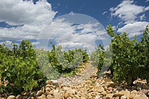 Vineyard, stone. photo