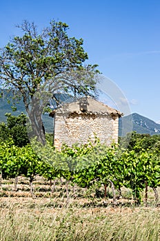 Vineyard with stone house and tree