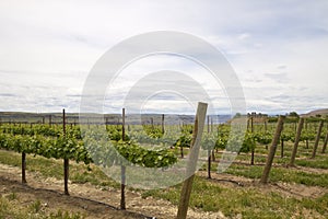 Vineyard with Stonehenge backdrop 2