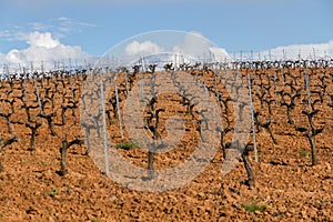 Vineyard Strains in Spring