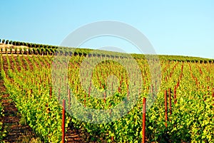 A vineyard stretches to the horizon