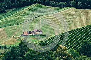 Vineyard in Styria