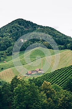 Vineyard in Styria vertical view