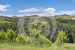 Vineyard,styrian Tuscany,Austria photo