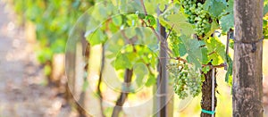 Vineyard in the summer