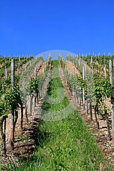 The vineyard in the summer