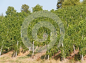 Vineyard during summer