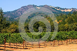 Vineyard in summer