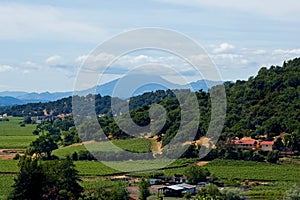 Vineyard in summer