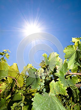 Vineyard in Summer