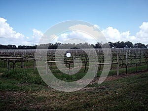 vineyard in summer in Australia