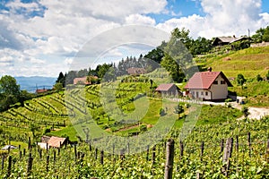 vineyard in summer with house and blue sky