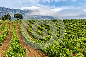 Vineyard in summer at Rioja Alavesa, Basque Country, Spain
