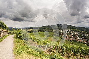 Vineyard in the summer, Staufen, Schwarzwald