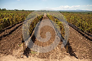 Vineyard in the summer sunny countryside