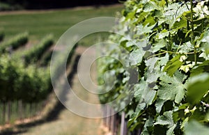 Vineyard in summer when the vines are in bloom photo
