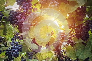 Vineyard in sun light close up.