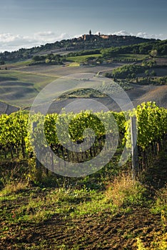 Vineyard in the sun of Tuscany