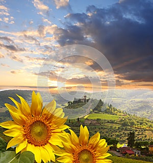 Vineyard with sunflowers in Chianti, Tuscany