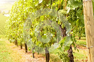 Vineyard in sunlight, growing grapes in wine farm on sunny day in summer