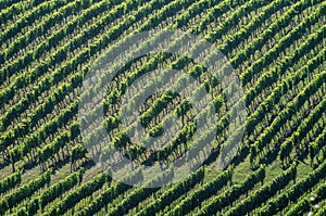 Vineyard on a sunny day