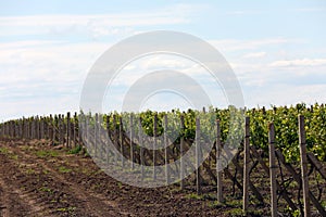 Vineyard on sunny day. Agricultural field