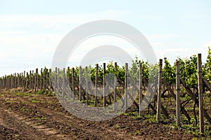 Vineyard on sunny day. Agricultural field