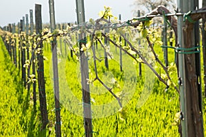 Vineyard on sunny day in early spring in western Slvenia euope
