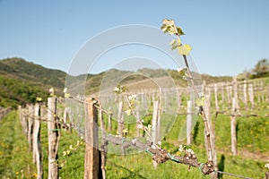 Vineyard on sunny day in early spring in western Slvenia euope photo