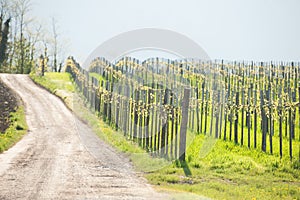 Vineyard on sunny day in early spring in western Slvenia euope photo